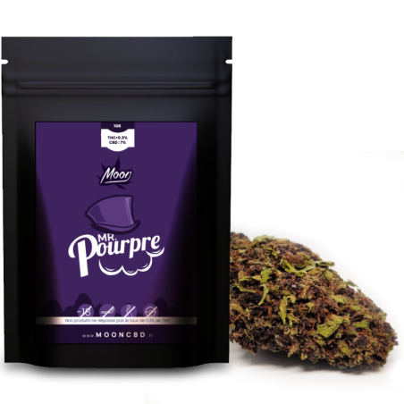 Mr pourpre