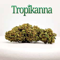 Tropikanna