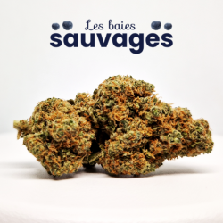 Les baies sauvages